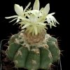 Discocactus_pugionacanthus_1